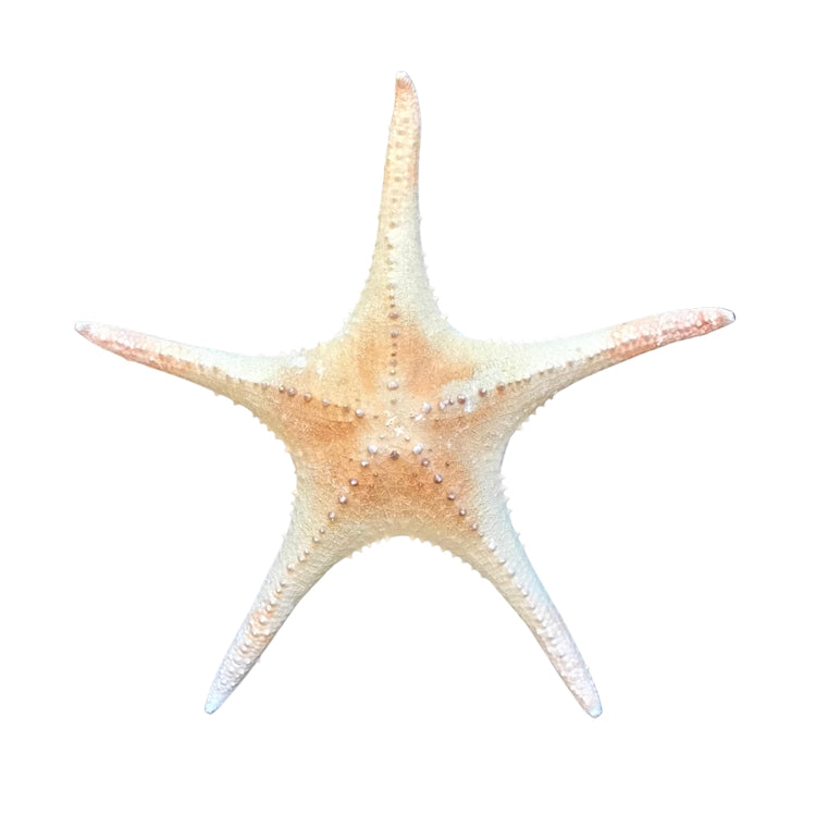 Spiny Redtip Starfish 13" - 15"
