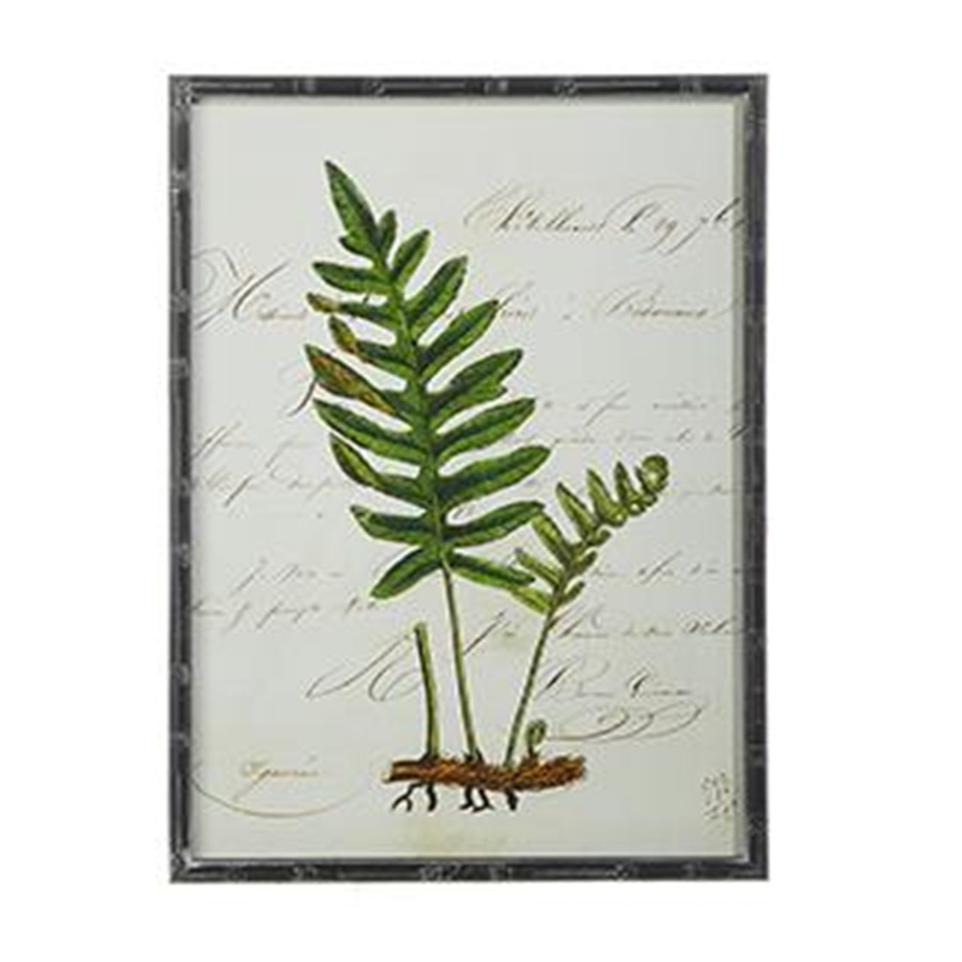 Botanical Fern Framed Prints 27.5" x 19.75" (In Store Pick Up Only)