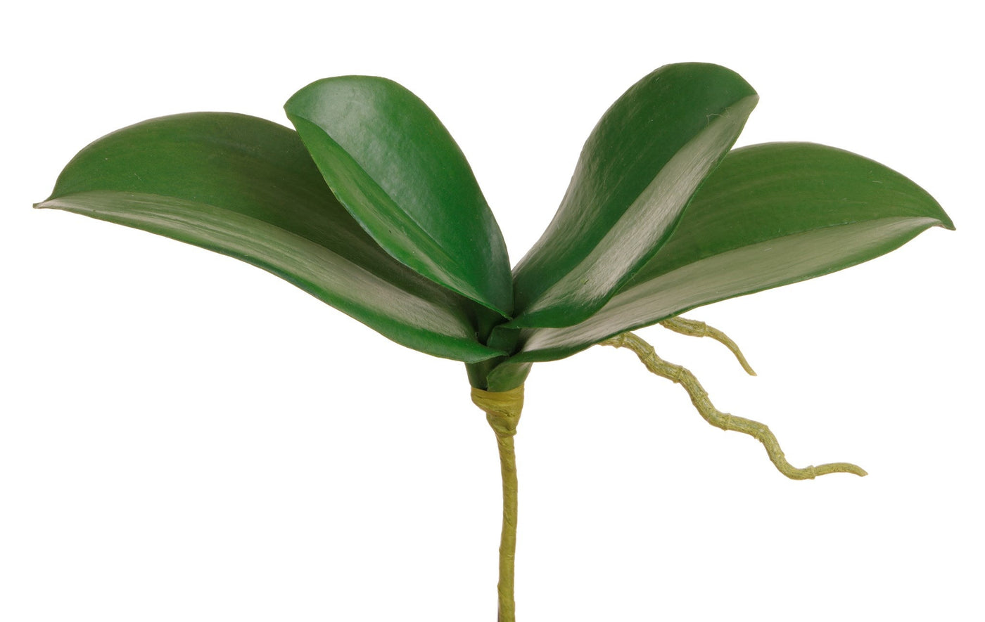 Orchid Leaf X4 7''