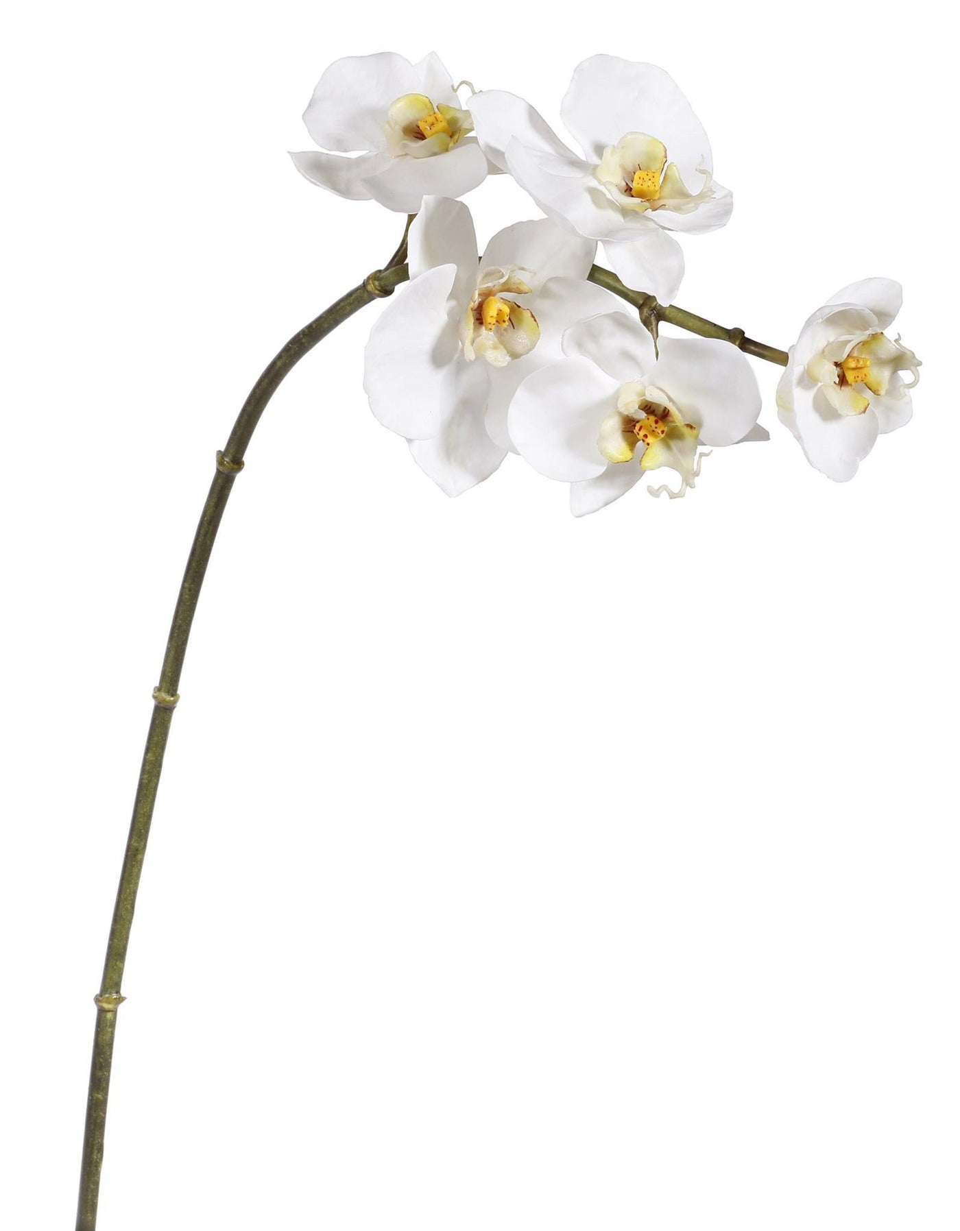 Mini Orchid Phalaenopsis 20''