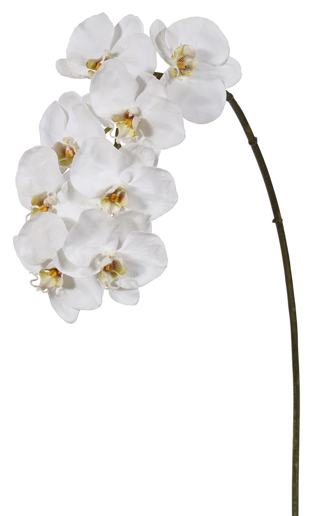 Orchid Phalaenopsis Spray 37.5"