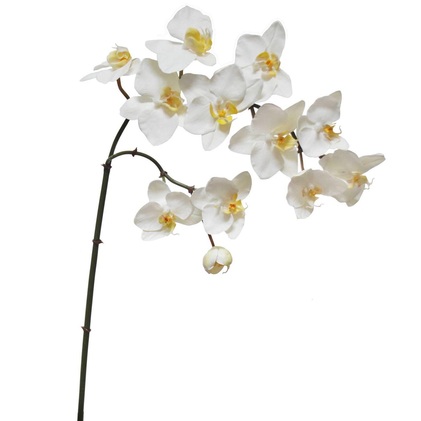 Orchid Phalaenopsis Spray 35''