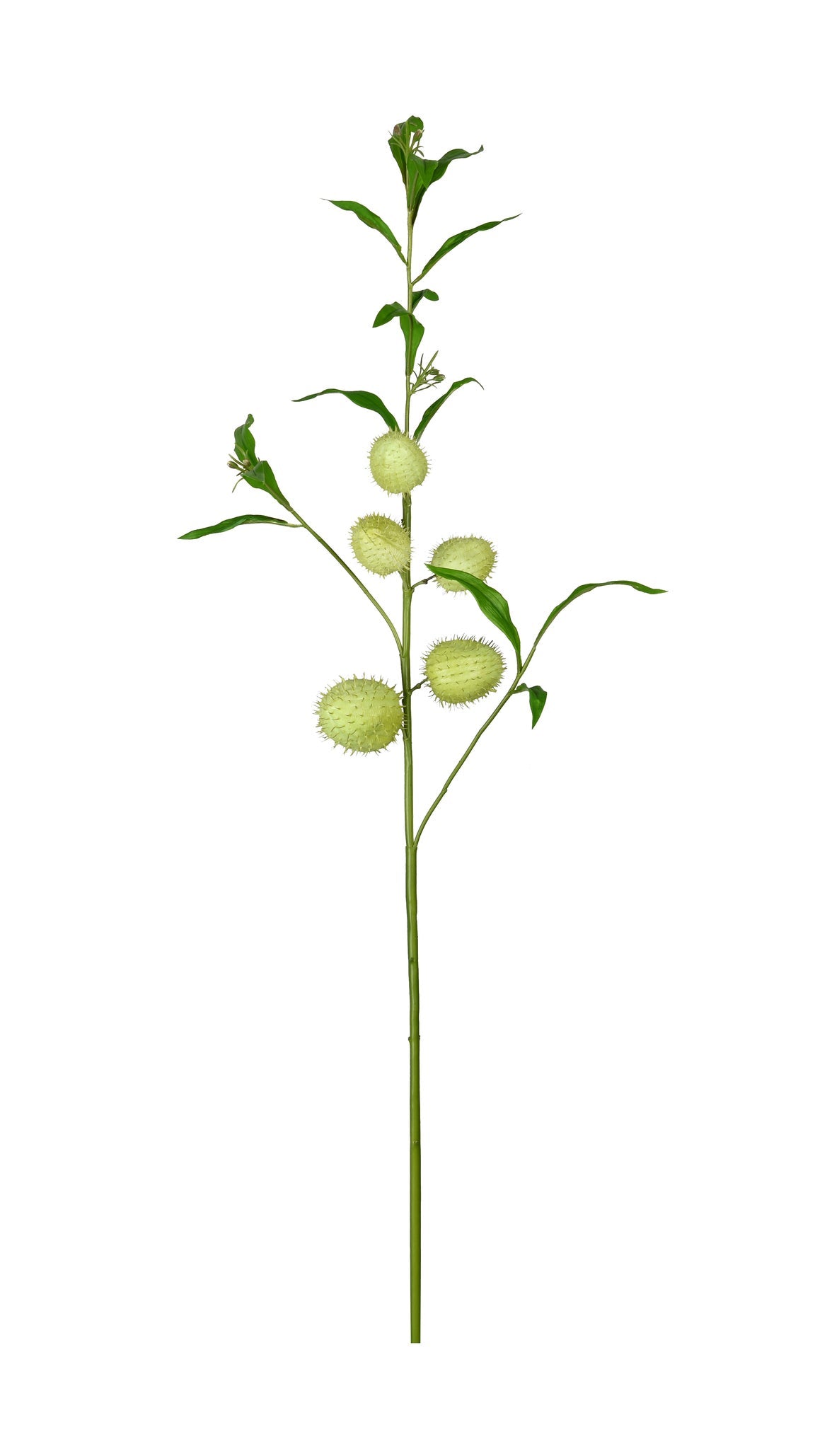 Gomphocarpus Fruticosus 40'' Green