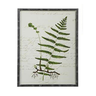 Botanical Fern Framed Prints 27.5" x 19.75" (In Store Pick Up Only)