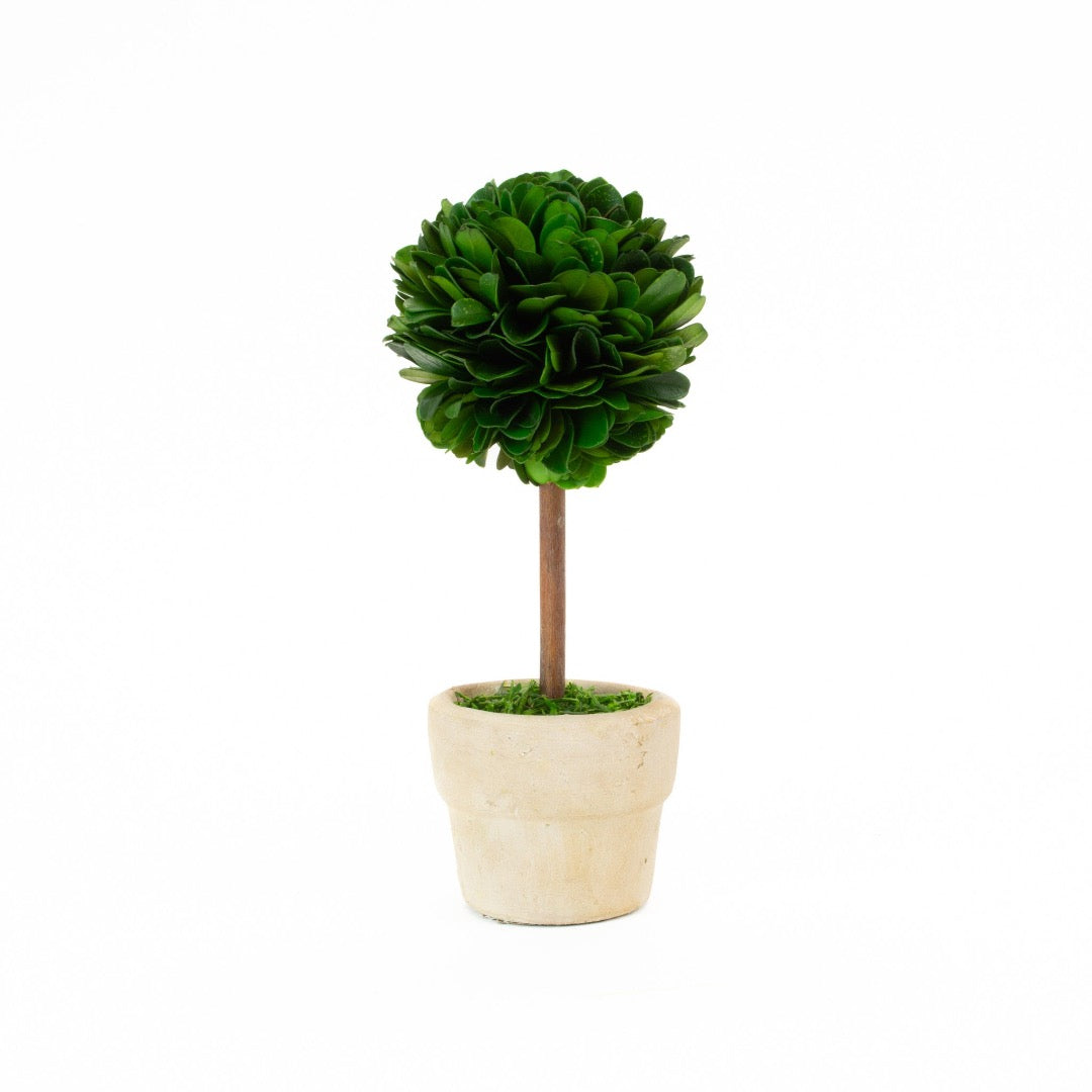 Boxwood Topiary Single Mini 6"