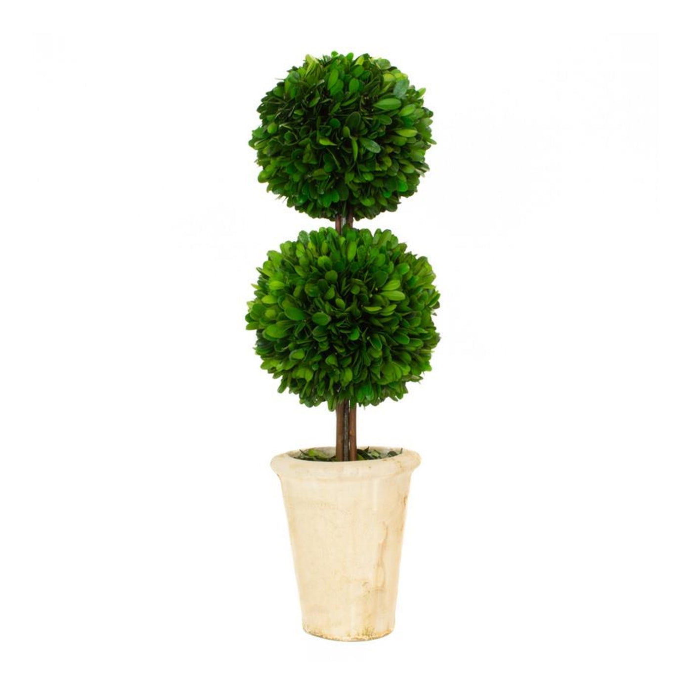 Preserved Boxwood Topiary - Double Ball - 20"