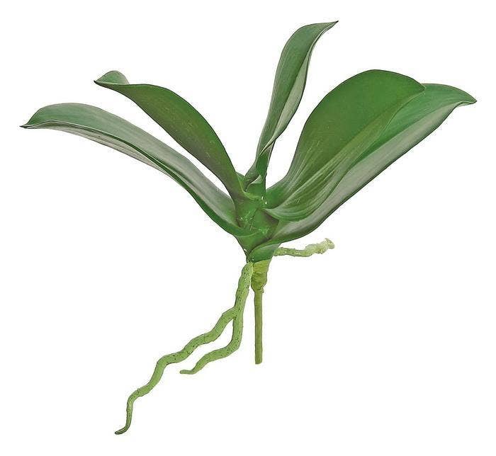 Phalaenopsis Orchid Leaf Plant Small Green 9.5"