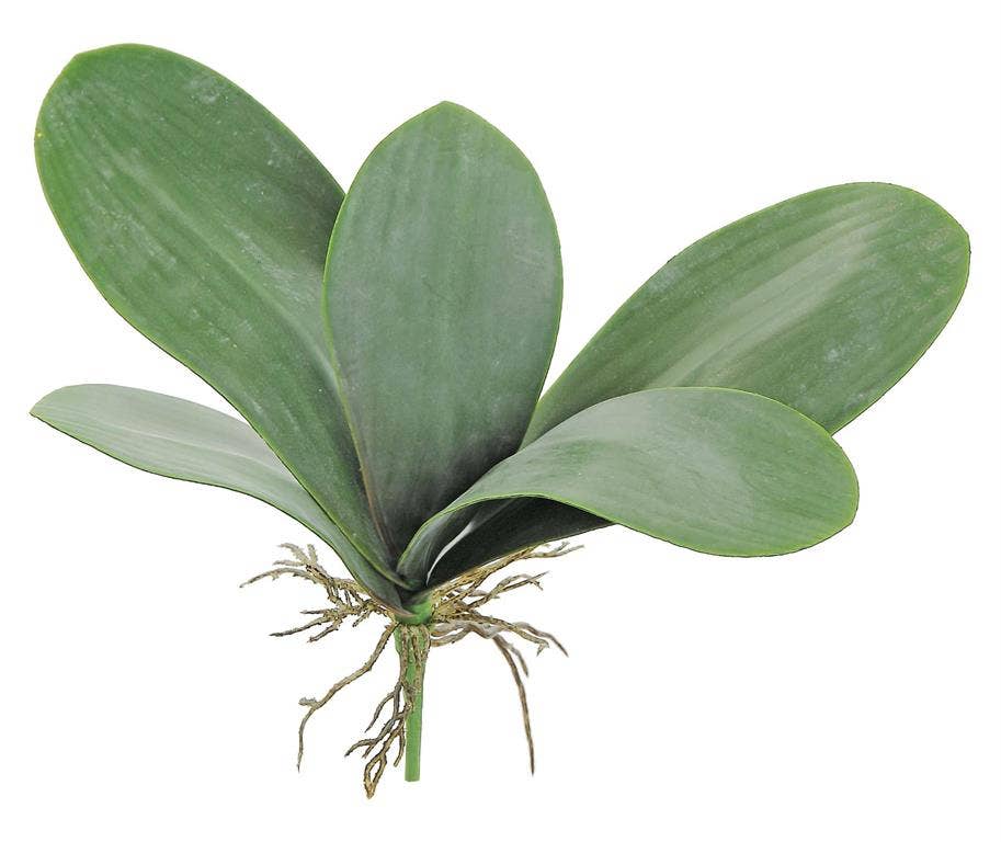 Orchid Leaf Pick Green, 12"H X 17"W