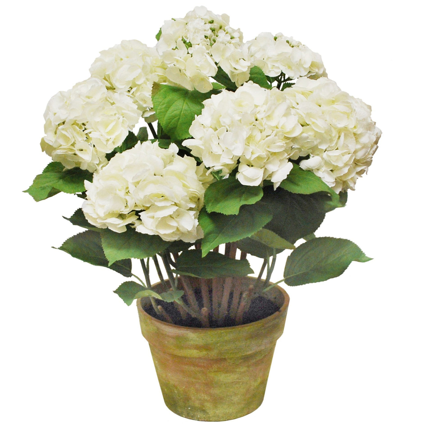 Hydrangea in Pot 34'' WHITE