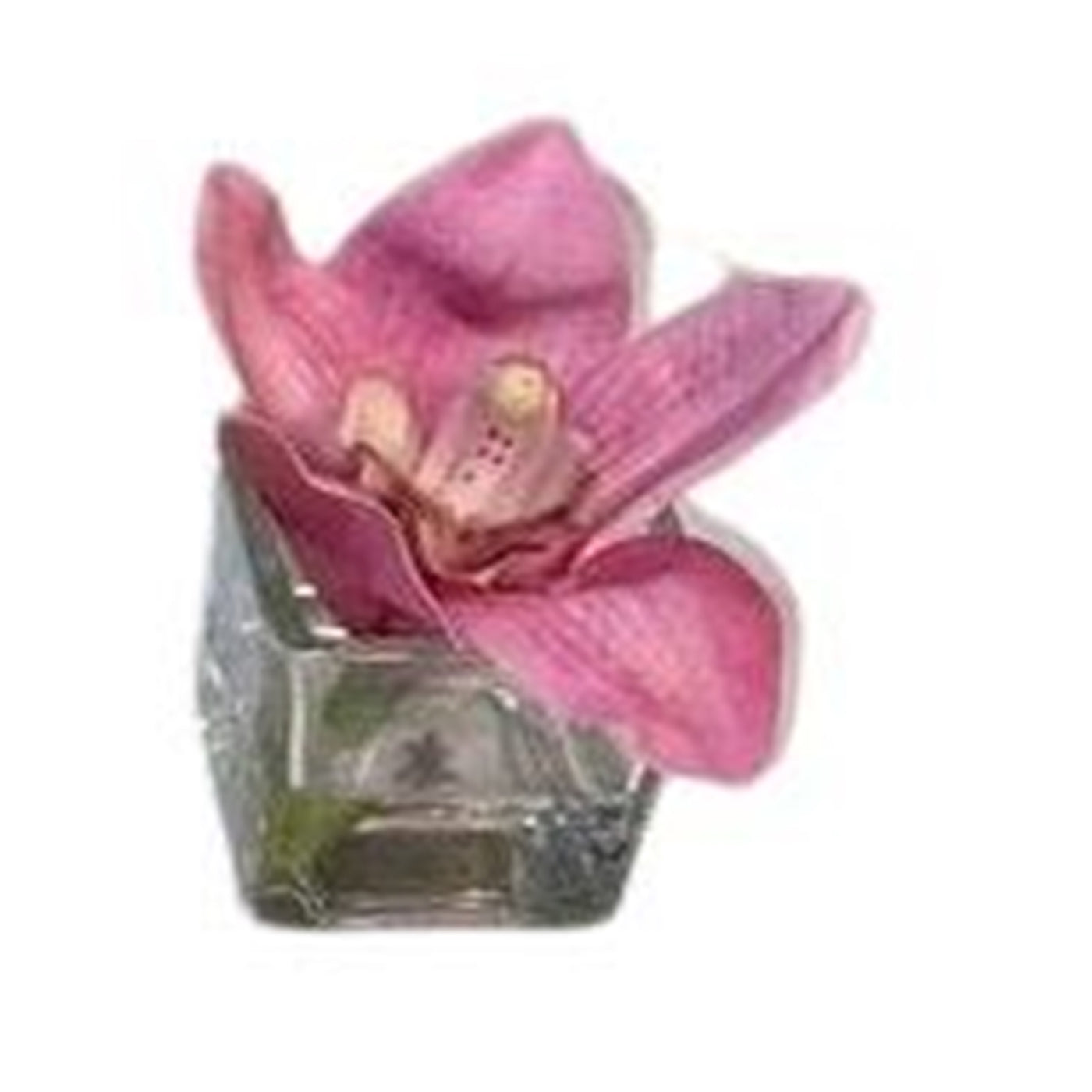 Pink Silk Cymbidium Orchid in 2" Glass Container
